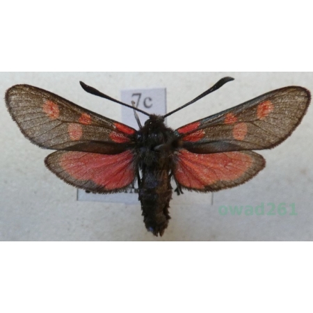 Zygaena trifolii (Esper, 1783) Kraśnik pięcioplamek Czech7c